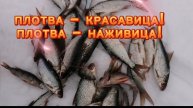 ПЛОТВА - КРАСАВИЦА! ПЛОТВА - НАЖИВИЦА! ЩУКАРЮ ➡️ КРАСИВИЦА, УЖ БОЛЬНО-СИЛЬНО НРАВИЦА! 20.04.2025 Г.