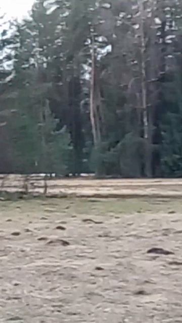 Санкт-Петербург, Павловский парк. Весна. Английская дорожка. Красивая поляна.
