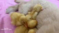 Щенок золотистого ретривера и кот объединяются, чтобы украсть утят - 2025 год