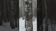 Березы начинают оживать ...#образование #подпишись #зима