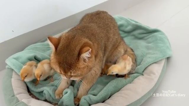 Отношения между матерью-кошкой и цыпленком сводят с ума курицу и петуха - 2025 год