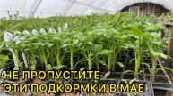 🍅 СХЕМА ПОДКОРМОК РАССАДЫ ТОМАТОВ В МАЕ: От пикировки до высадки в грунт