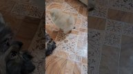 1000013073.mp4