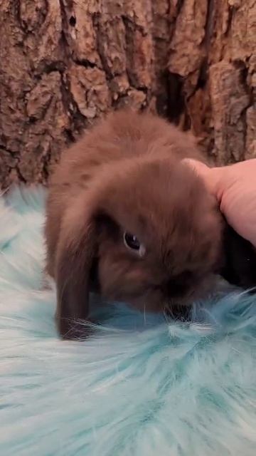 Miniature Lop.mp4