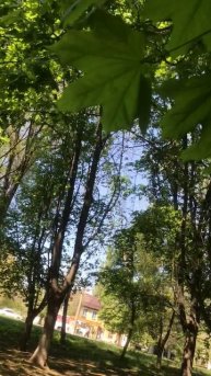 Викторина по дереву, кто-нибудь узнал???