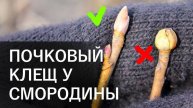 🕷️ ПОЧКОВЫЙ КЛЕЩ НА СМОРОДИНЕ: 3 эффективных способа борьбы