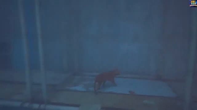 Stray 2022 НА ПК #1