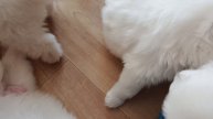 16.04 .25 самоедодетки