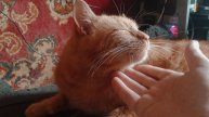 Легкий массаж и ласка для кота part -1