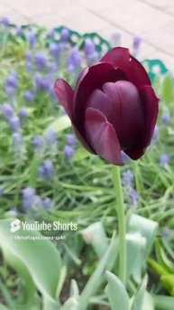 ДНР. Харцызск. 02.05.2025. Цветы у дома. Тюльпан черный принц