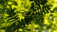 Singing birds in the forest. Calm sounds of nature for soothing and relaxing. Пение птиц в лесу.