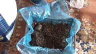 Картофель рассадой. Как вырастить картофель и получить ранний урожай #картофель #рассада #советы