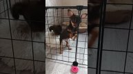 Девочки чихуахуа 3 месяца