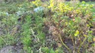 Вітаємо всіх з днем незалежності! У нас маленьке свято!