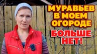 🌿 МУРАВЬИ НЕНАВИДЯТ ЭТИ 2 КАПЛИ – они УЙДУТ навсегда! + Избавляемся от ТЛИ без химии!