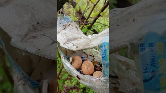 01.05.25.  Бельчонок и грецкие орешки в кормушке лодочке