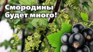 🌿 ПЕРВЫЕ ВЕСЕННИЕ РАБОТЫ СО СМОРОДИНОЙ – 5 шагов для мощного урожая! | Советы агронома