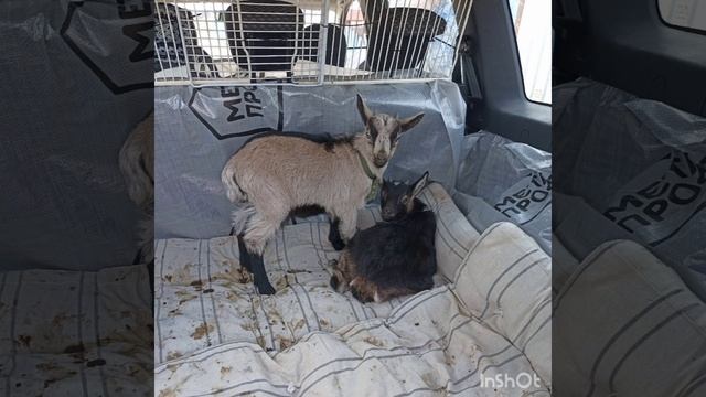 Прошлогодние воспоминания