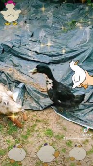 Гуси Утки Деревня Смотреть как уходят | Village Geese Ducks Review 💯