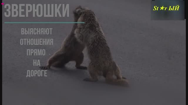 Разборки на дороге. Звери и люди. Кто круче?