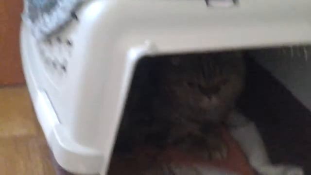 Мой кот любит хип хоп$$$$