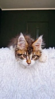 купить котенка мейнкун