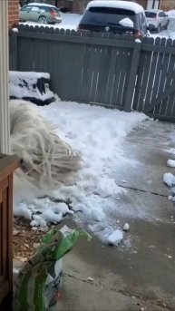 Собакен на снегу 🐶🌨️👍