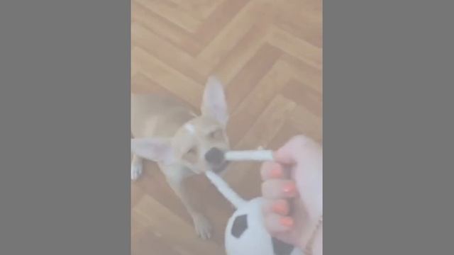 Прикольное животное)))