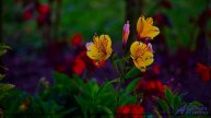 ❤ ♥ ❤ Клип, который ты полюбишь с первого взгляда - In The Now (Medium Version) -- BoDleasons -- Fee