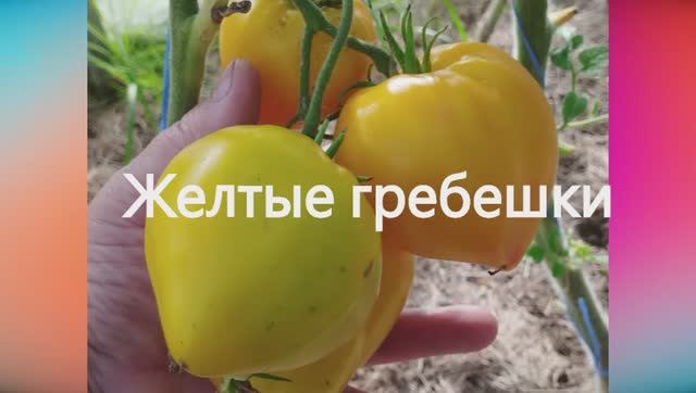 Томаты, ПОДХОДЯЩИЕ ДЛЯ детского и диетического питания