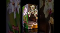 petal_20250502_042800.mp4