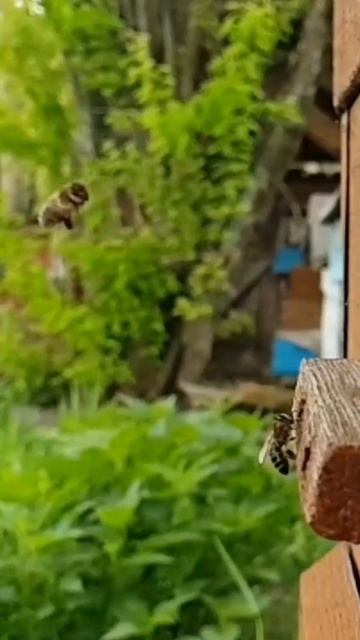 Are apiculture and beekeeping related to you?