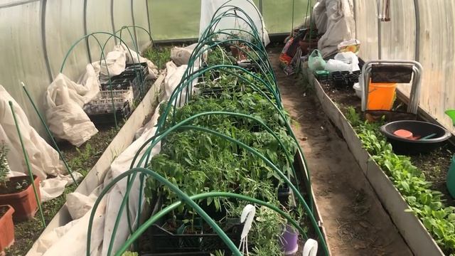 Какие овощи растут у меня в парнике часть 8