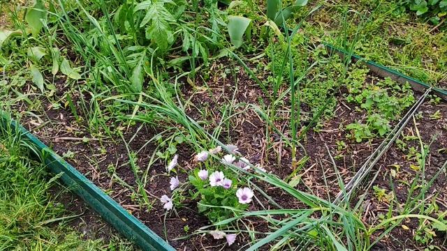 Весна на Ромашковой. Обзор наших участков. Краснодар, дача, 2.05.2025 г.