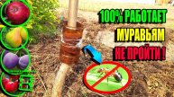 💯 100% ЗАЩИТА ОТ МУРАВЬЕВ – проверенные способы, которые работают!