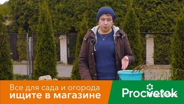 КАКИЕ КУСТАРНИКИ ОБРЕЗАТЬ ВЕСНОЙ, А КАКИЕ НЕ ТРОГАТЬ? А из обрезанных веток заготовим черенки!