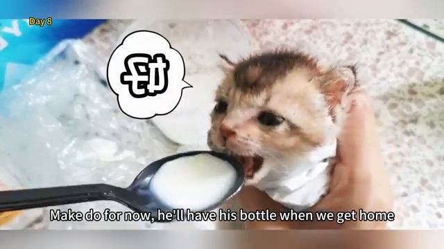 Спасение котёнка, который лежал возле мусорки - 2024 год