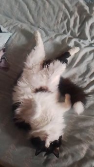 меня расплющило, я кайфую #cat #кот #смех