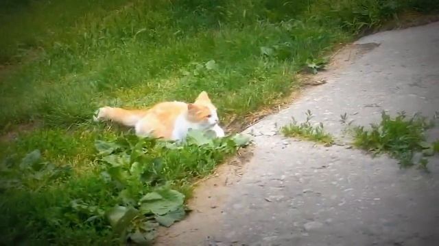 Приколы пацан получил яйцом по голове #1