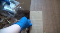 🌳 Не совершайте эти ошибки при распаковке саженцев, если приобретаете их через интернет 👇👇👇