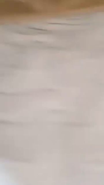 шпиц