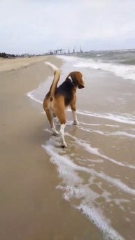 бигль&море #dog #sa #beagle