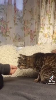 Дрессировка кошки. Команда дай лапу. #дрессировкакошки