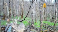 Меняющая окрас косуля попала в объектив фотоловушки в нацпарке «Башкирия»