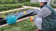 Закрываю этим грядки осенью и делаю землю плодородной