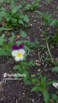ДНР. Харцызск. 02.05.2025. Цветы у дома. Анютины глазки - Фиалка трёхцветная