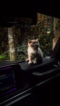 Котики 😺😺😺