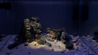 Лампрологус оцеллатус Lamprologus ocellatus Tanganyika Cichlid