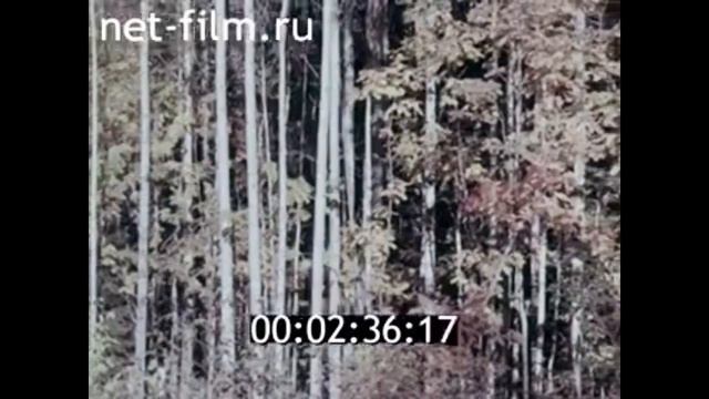 1969г. Петрозаводск. водопад Кивач. Кижи.