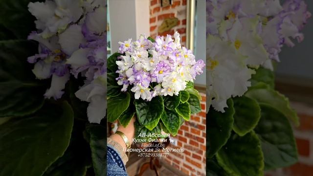 🐇🍒🌸АВ-Абсолем. Сорт с интересным свойством проявлять кайму с возрастом цветка.